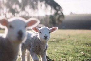 Foto lammetjes